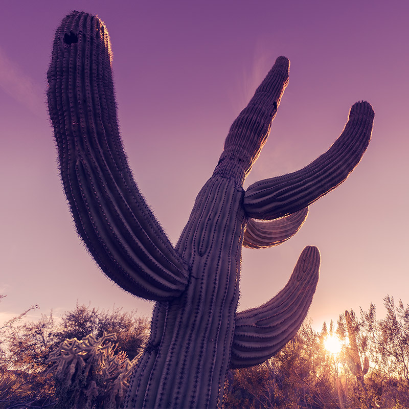 Saguaro
